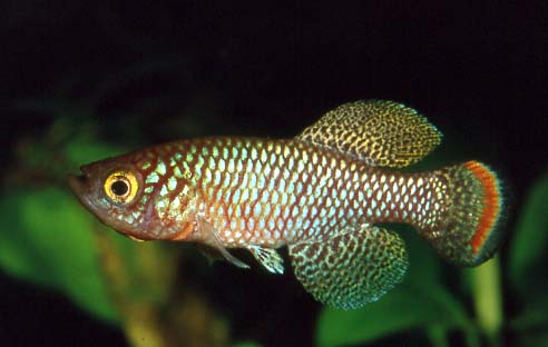 NOTHOBRACHIUS GUENTHERI